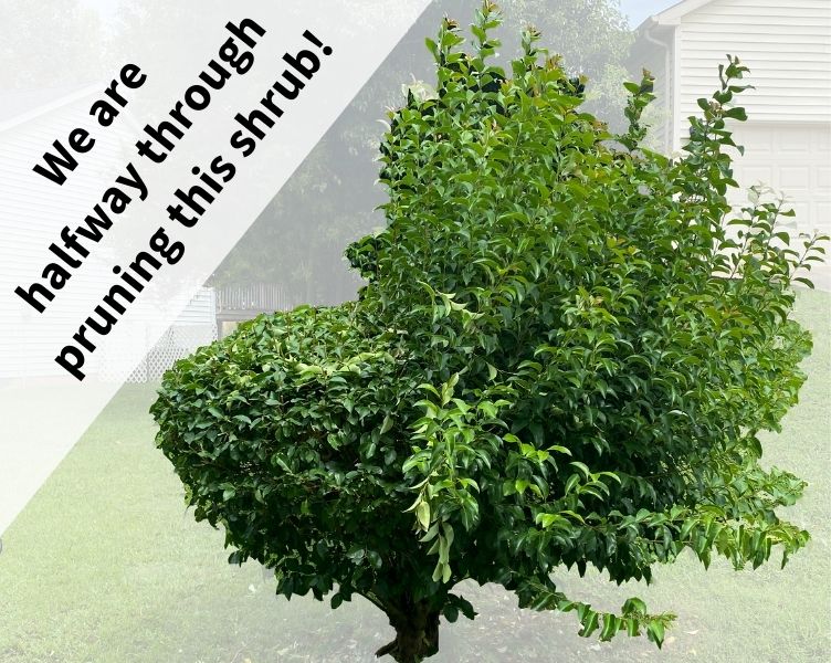 Shrub Pruning Service Example